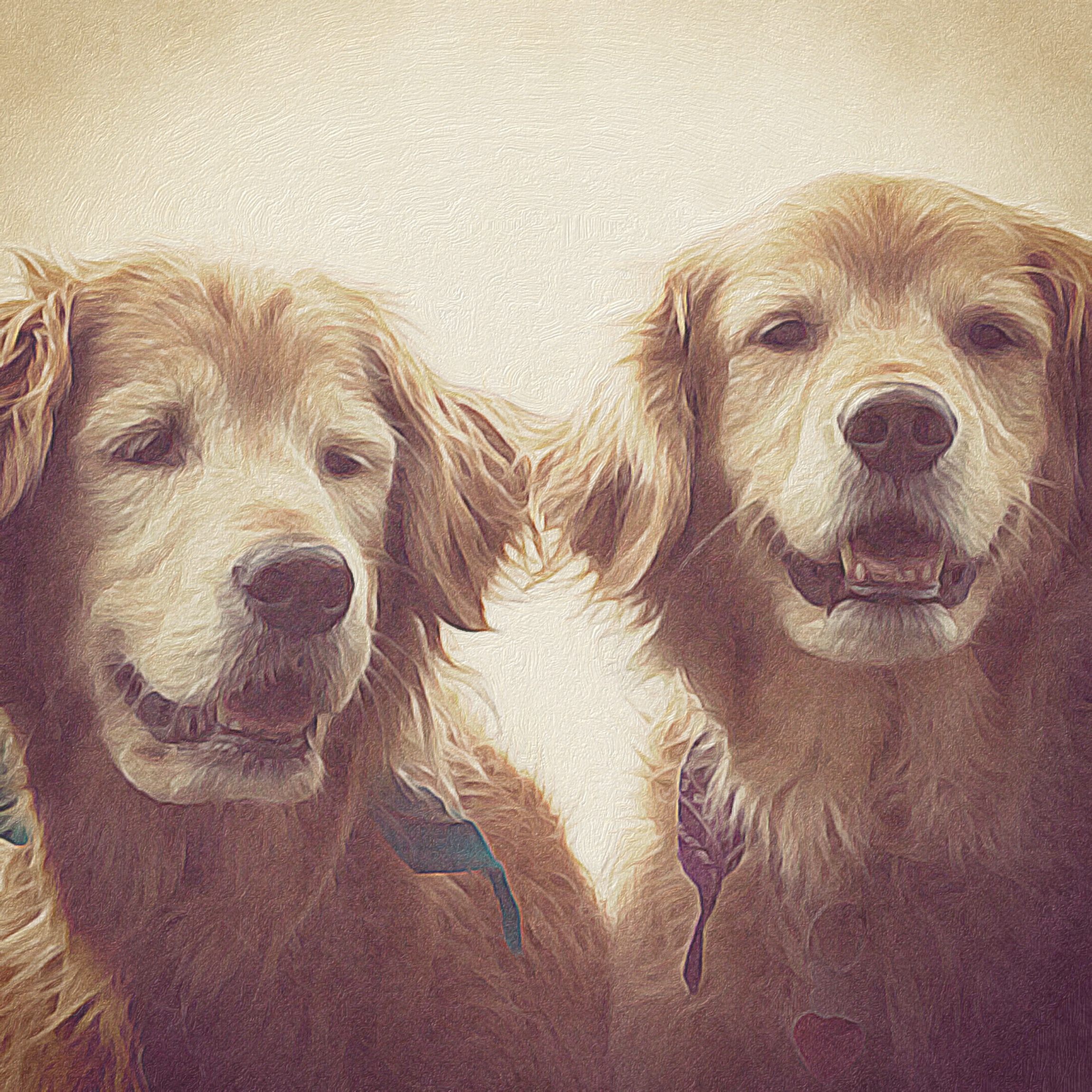 Gravity and Maybe, two golden retriever sisters